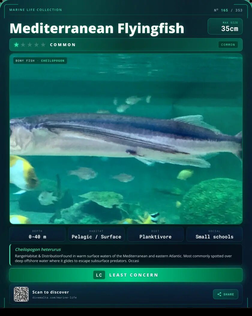 Mediterranean Flyingfish species card