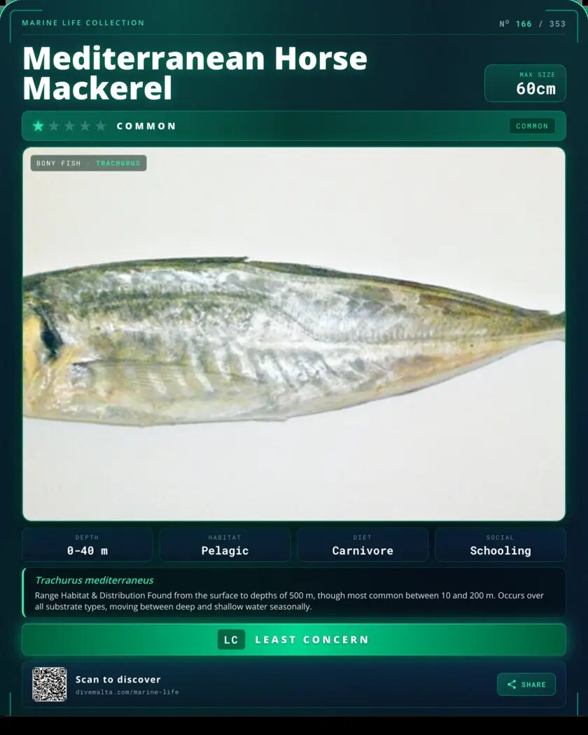 Mediterranean Horse Mackerel species card