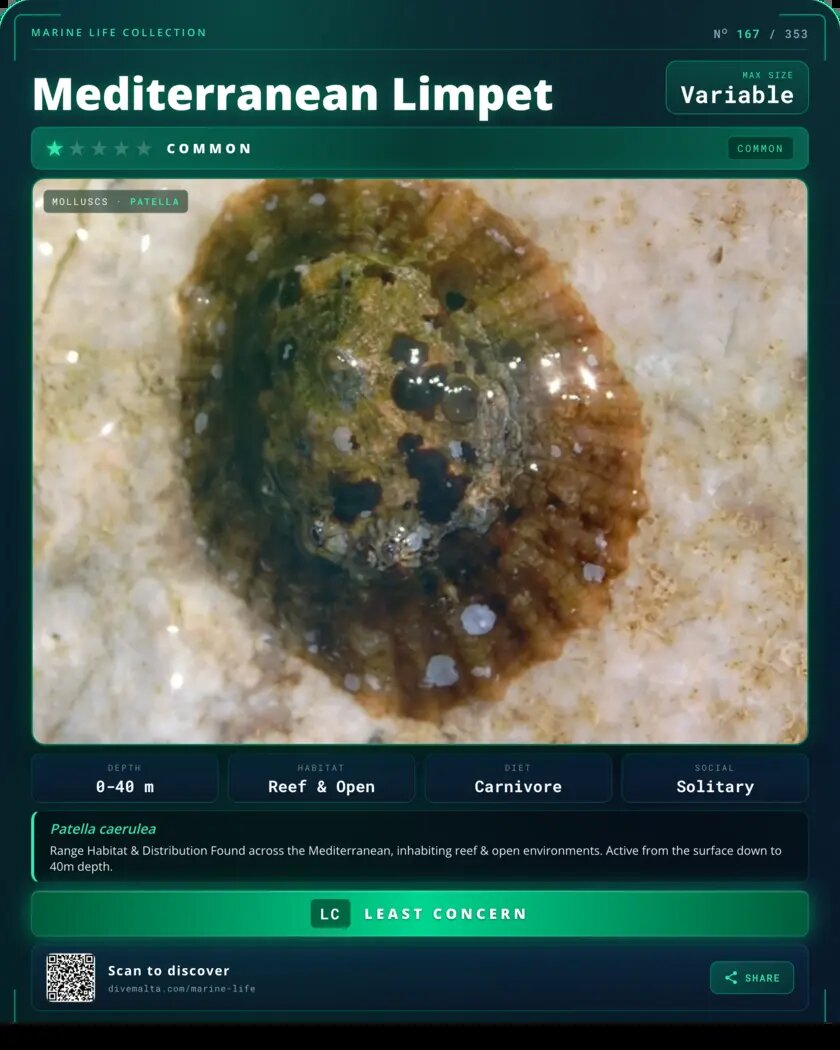 Mediterranean Limpet species card
