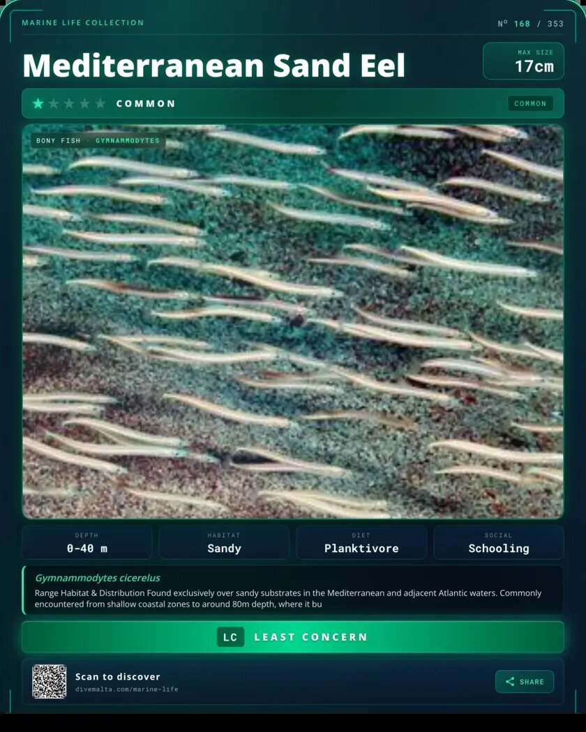 Mediterranean Sand Eel species card