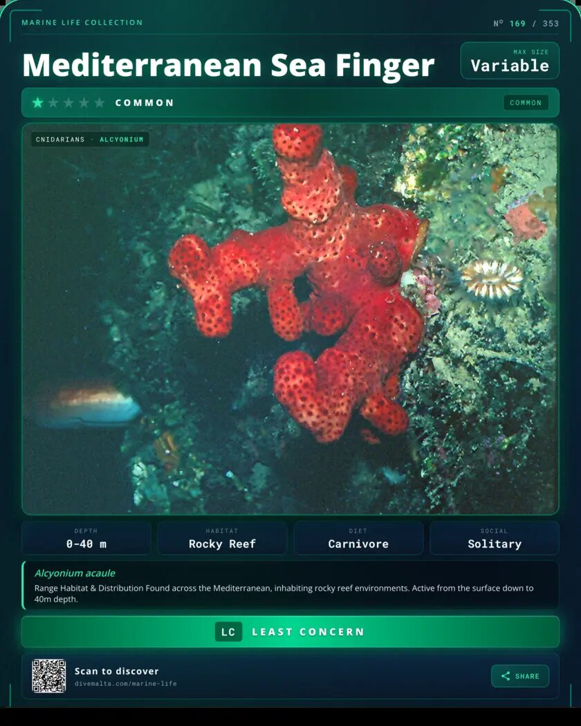 Mediterranean Sea Finger species card