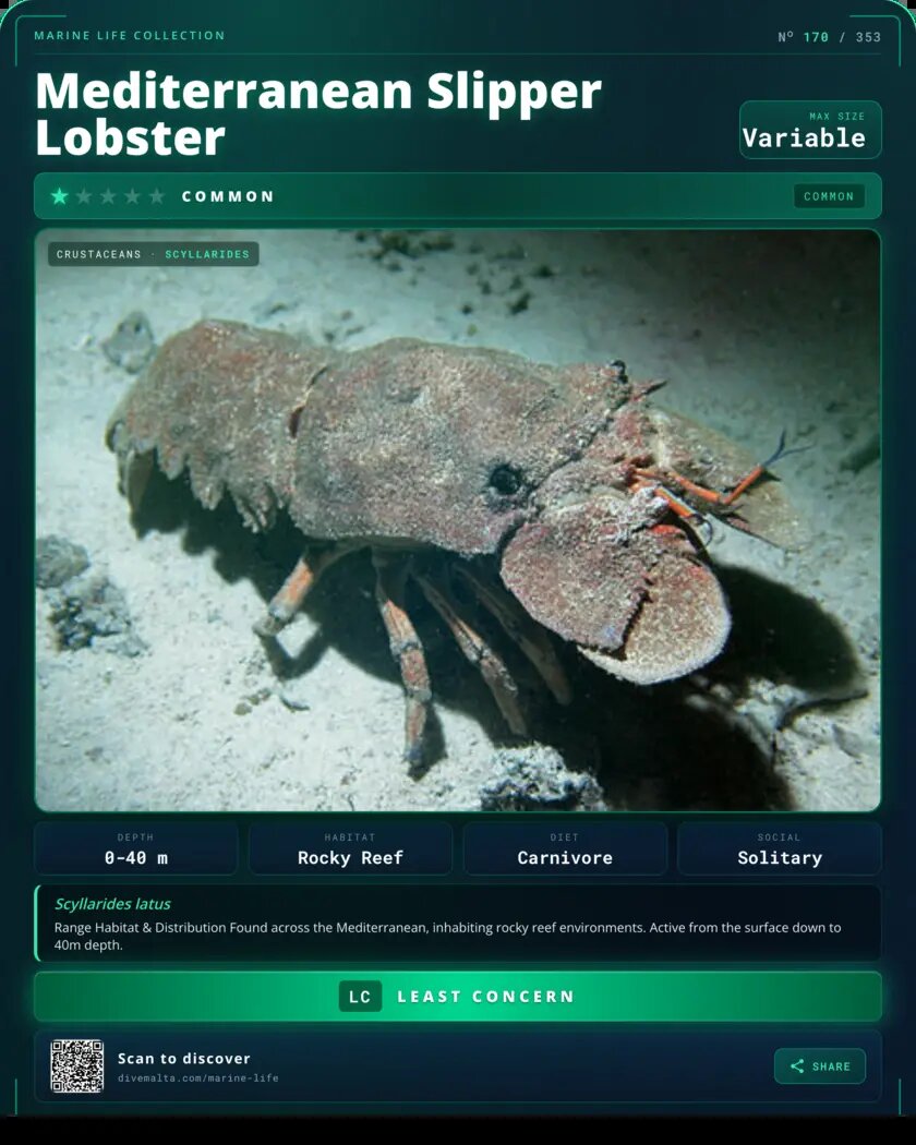 Mediterranean Slipper Lobster species card