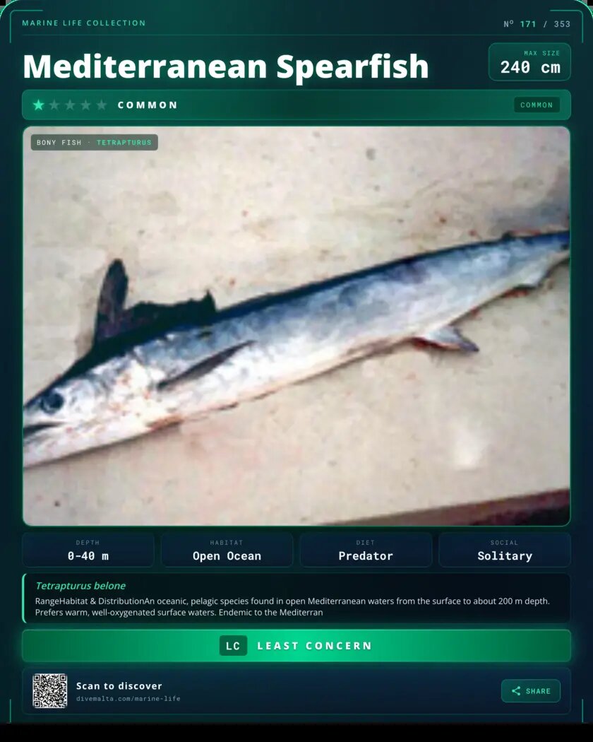 Mediterranean Spearfish species card