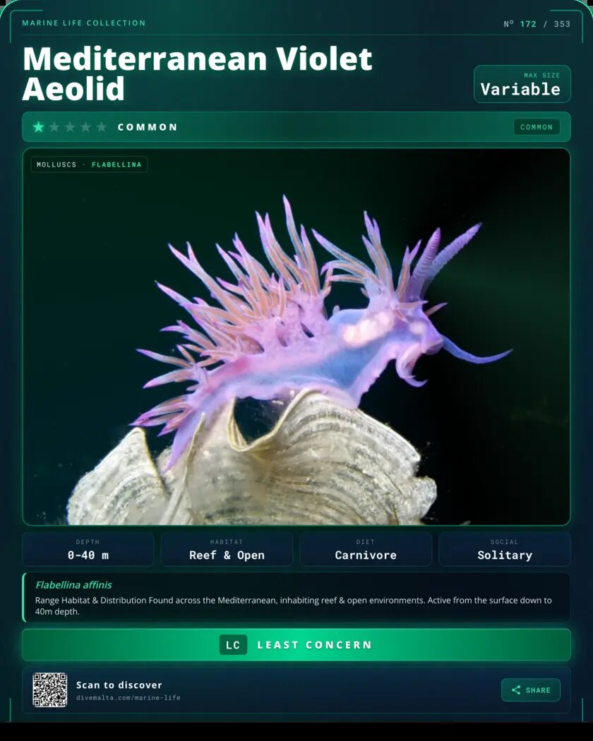 Mediterranean Violet Aeolid species card