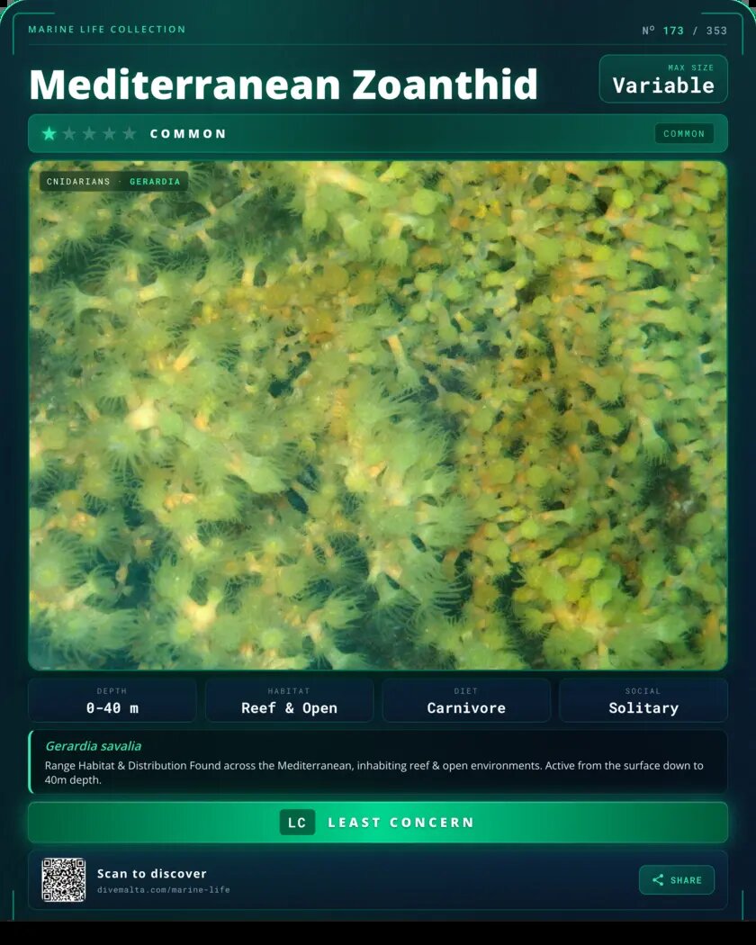 Mediterranean Zoanthid species card