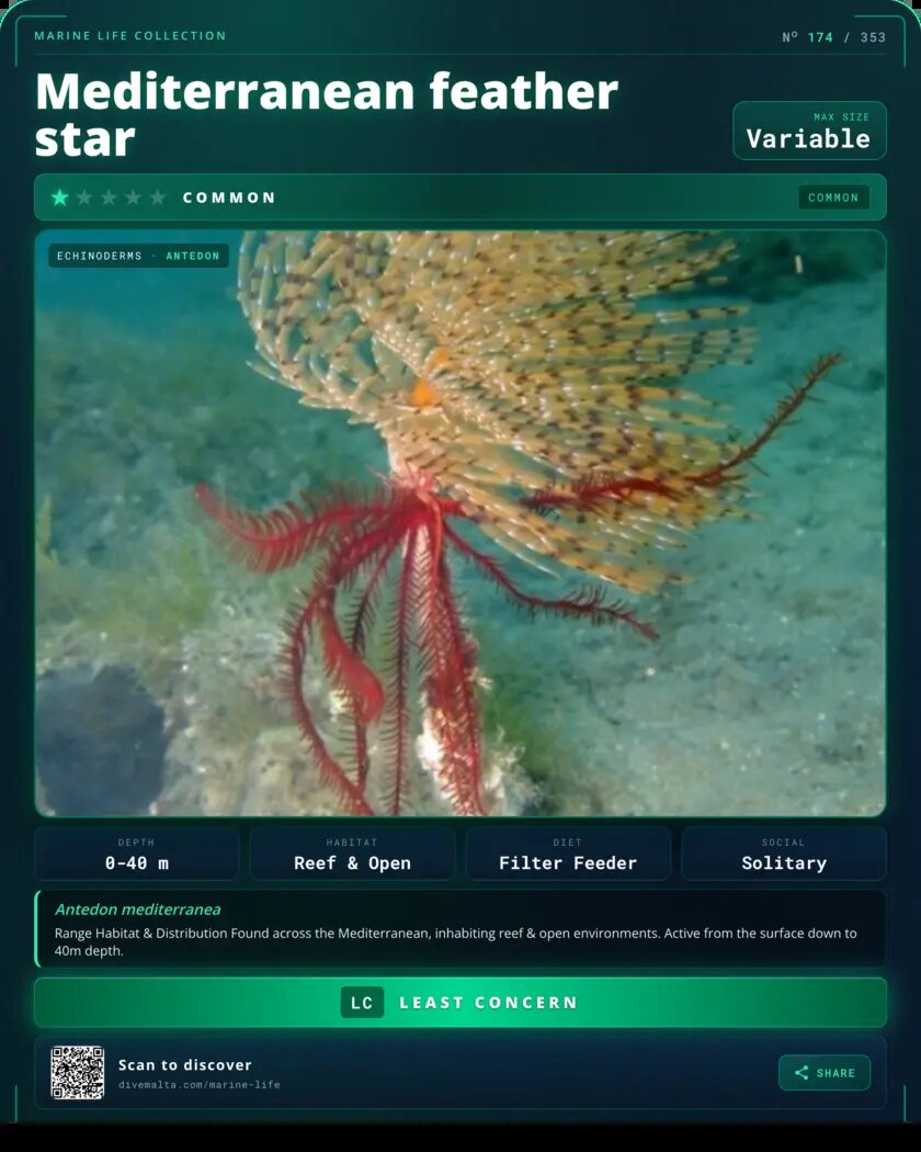 Mediterranean feather star species card