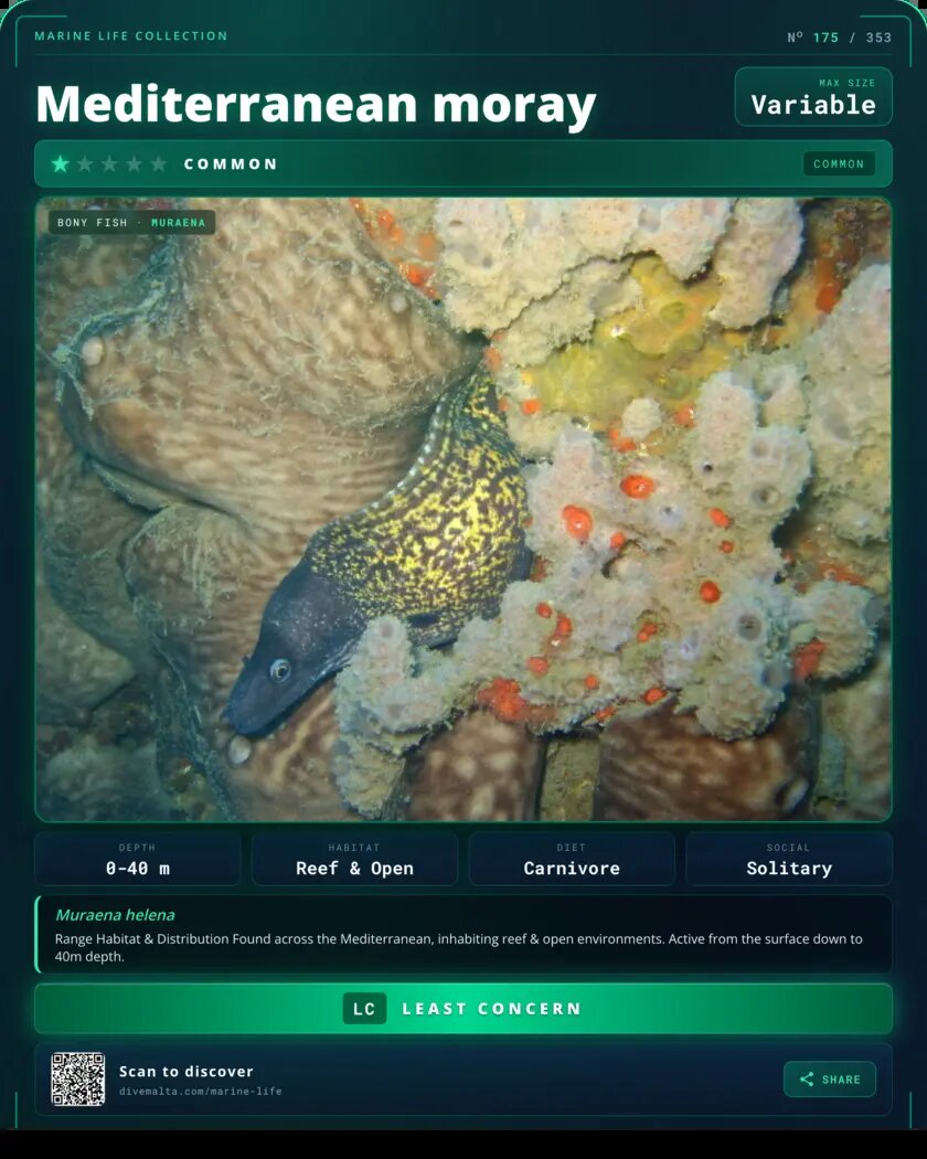 Mediterranean moray species card