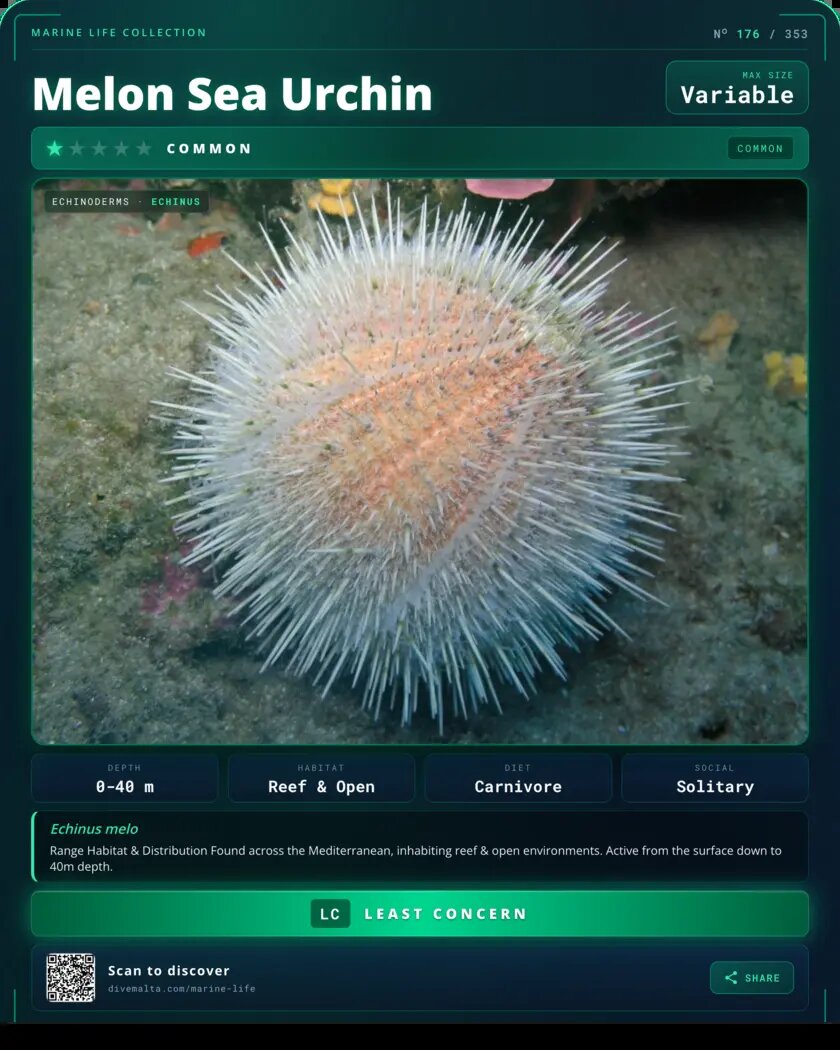 Melon Sea Urchin species card