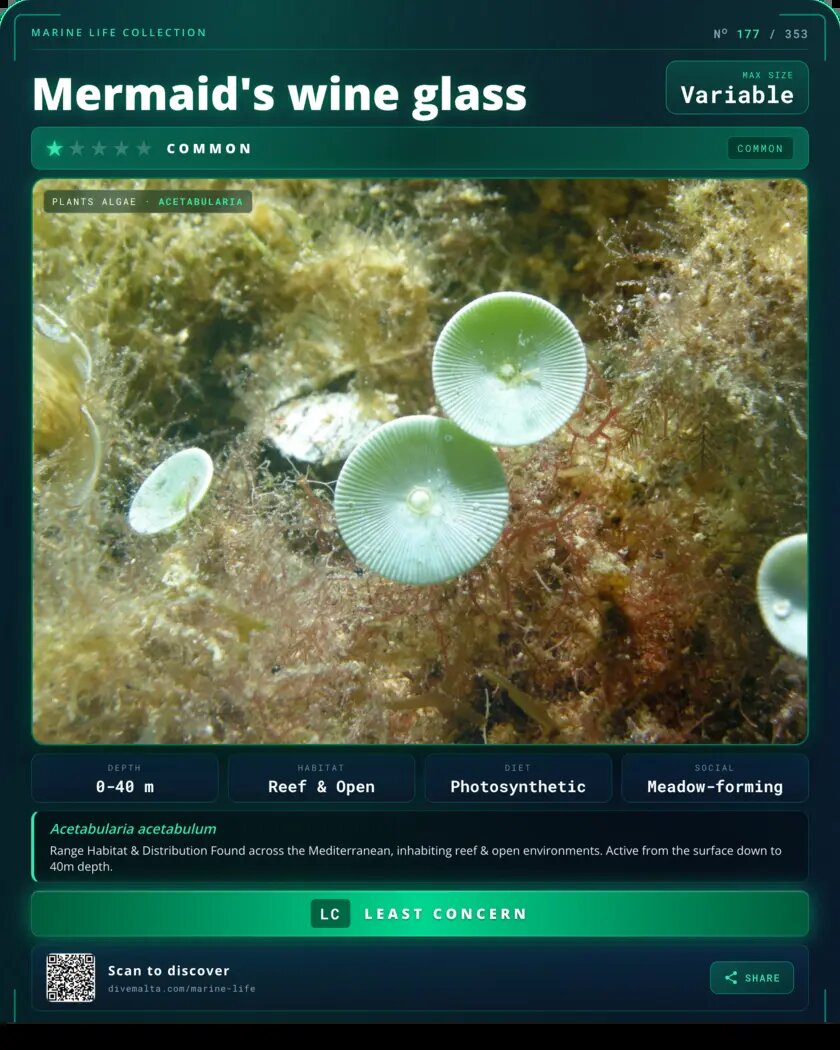 Mermaid's wine glass species card