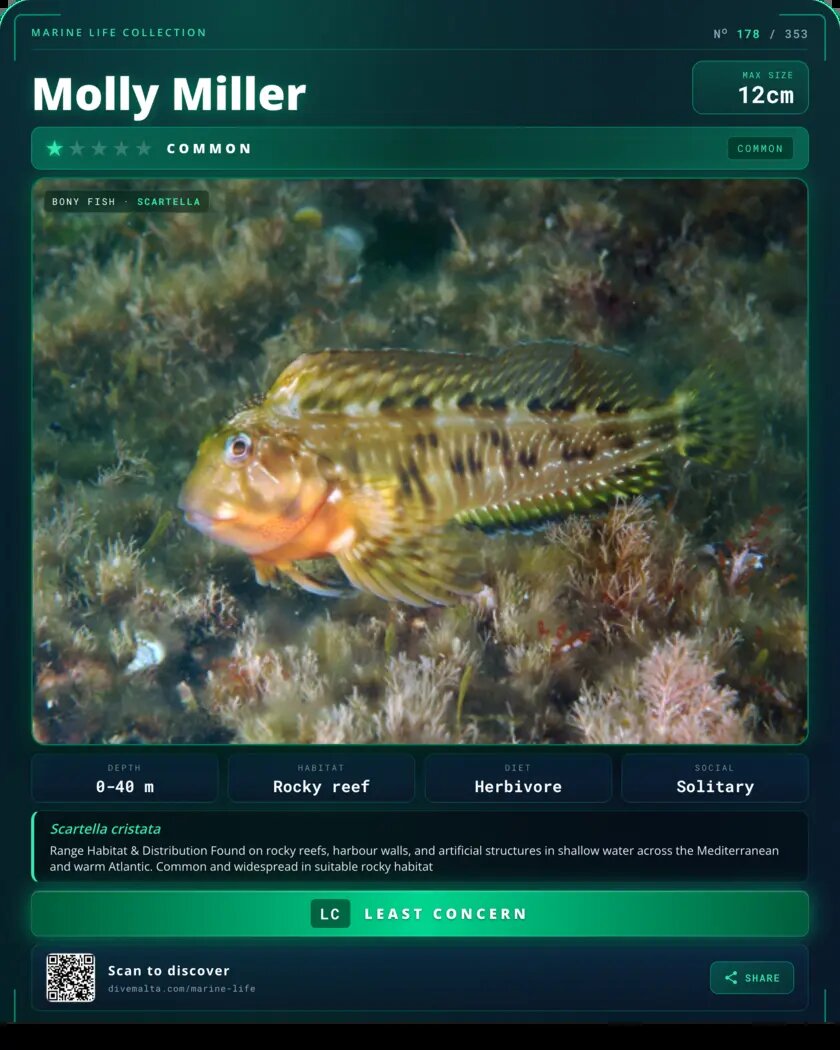 Molly Miller species card