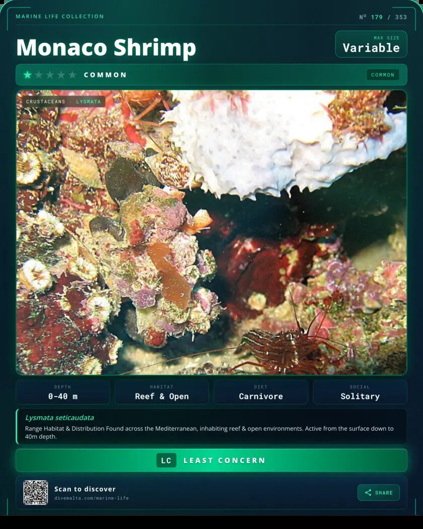 Monaco Shrimp species card