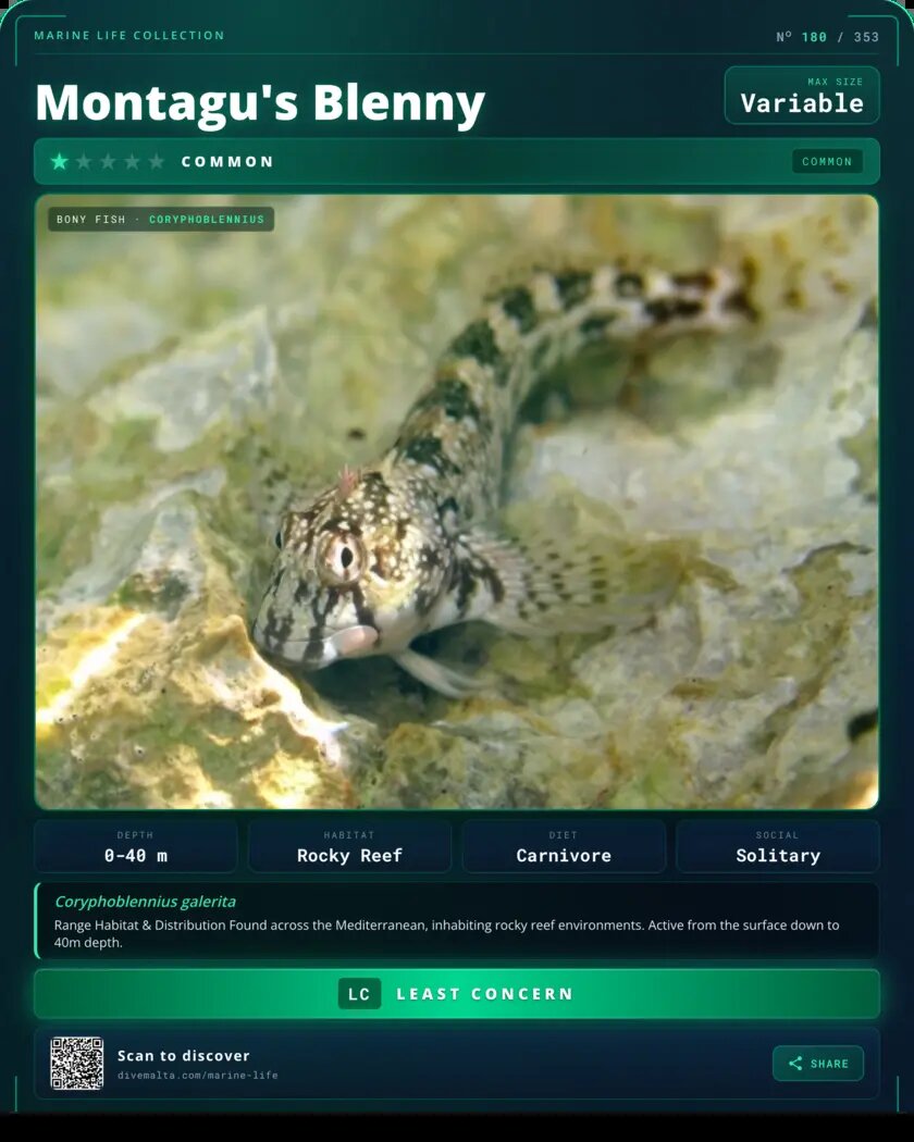 Montagu's Blenny species card
