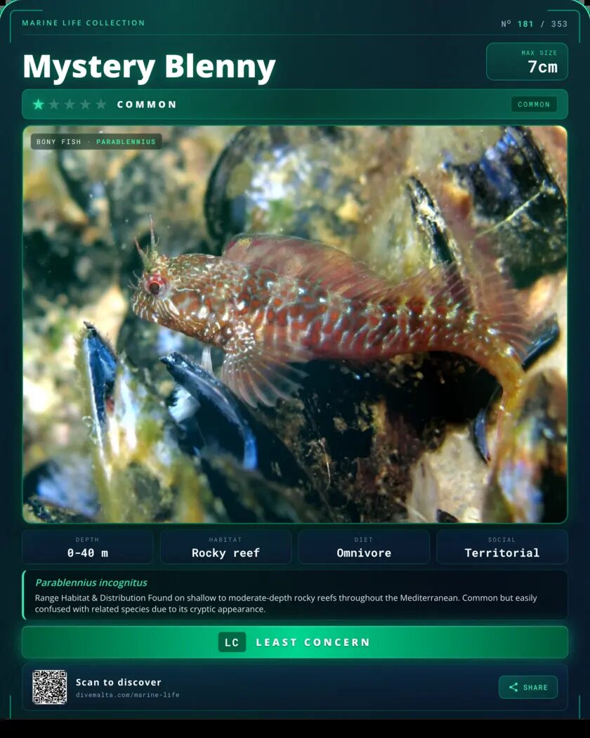 Mystery Blenny species card