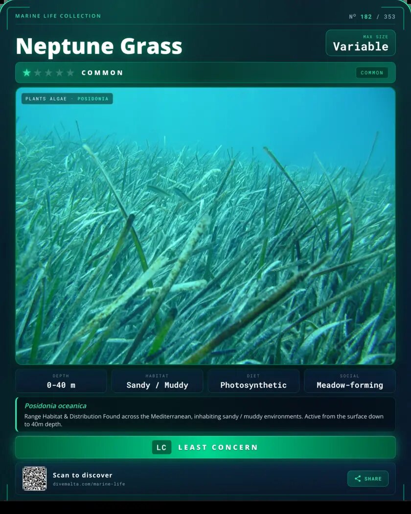 Neptune Grass species card