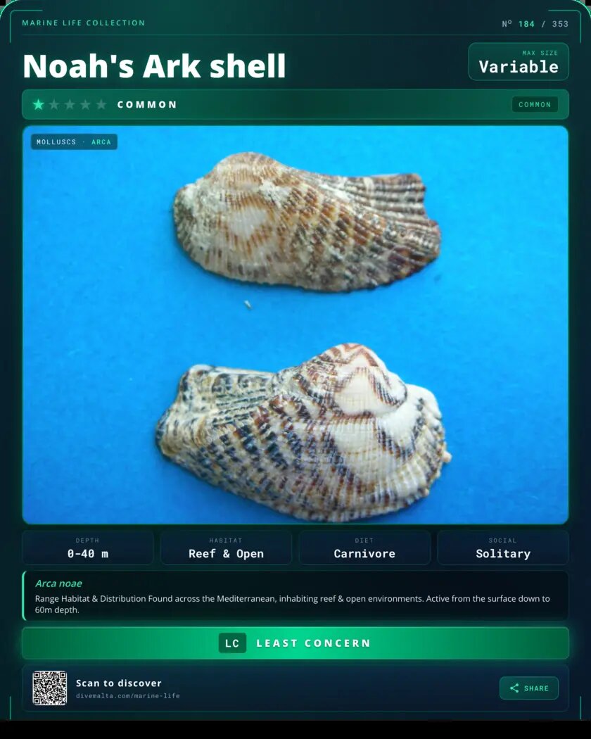 Noah's Ark shell species card