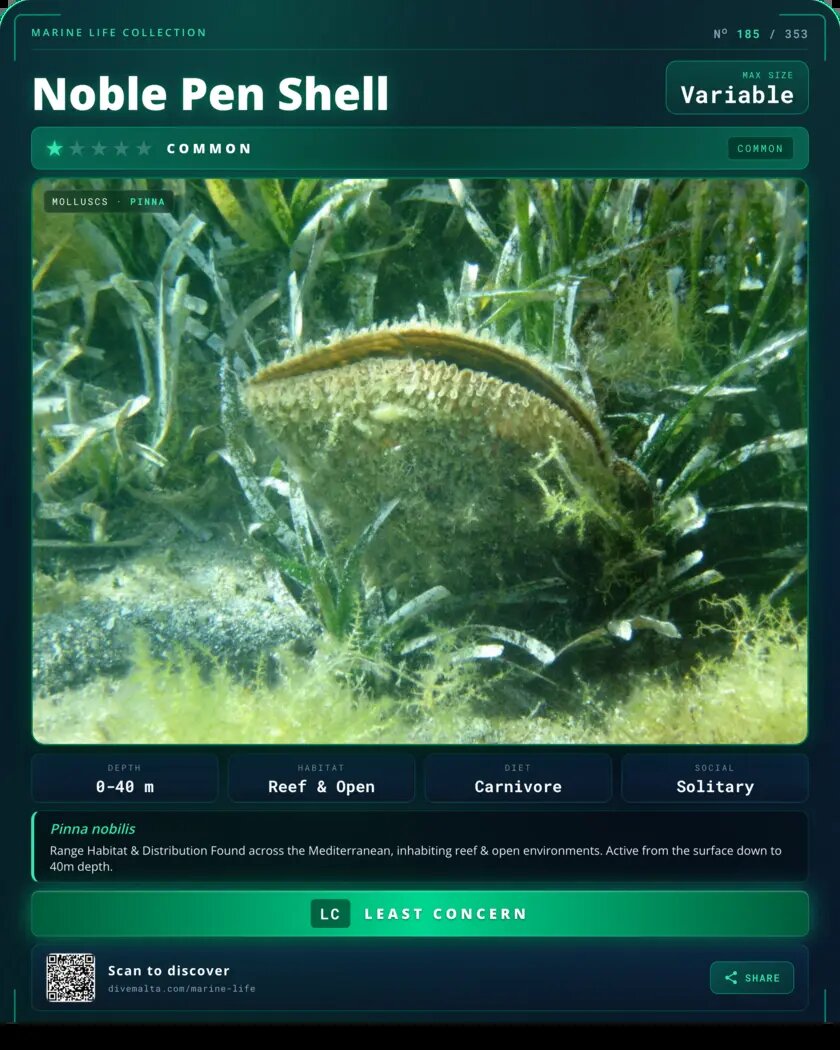 Noble Pen Shell species card