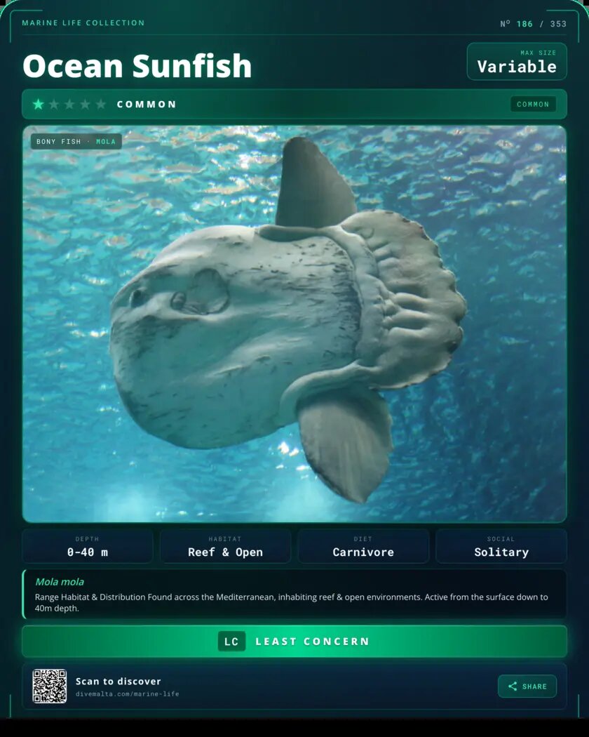 Ocean Sunfish species card