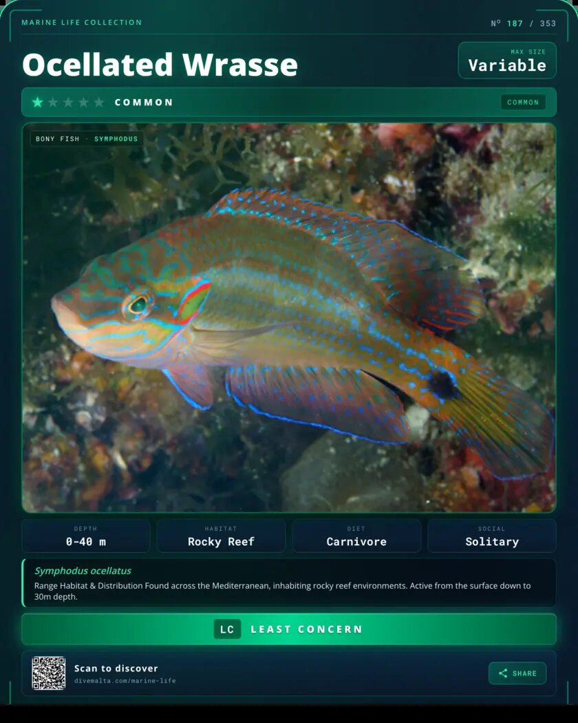 Ocellated Wrasse species card