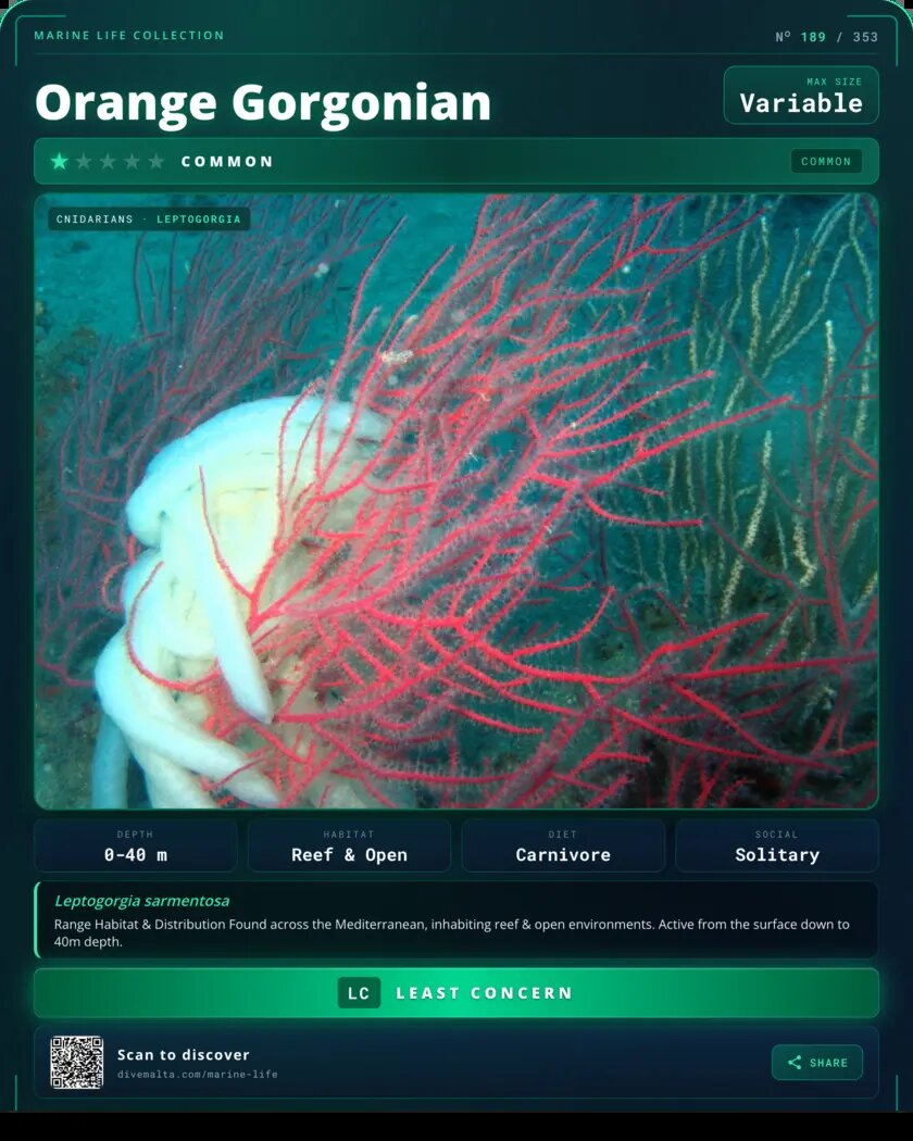 Orange Gorgonian species card