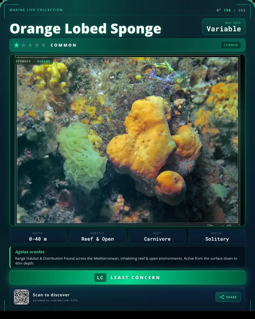 Orange Lobed Sponge species card