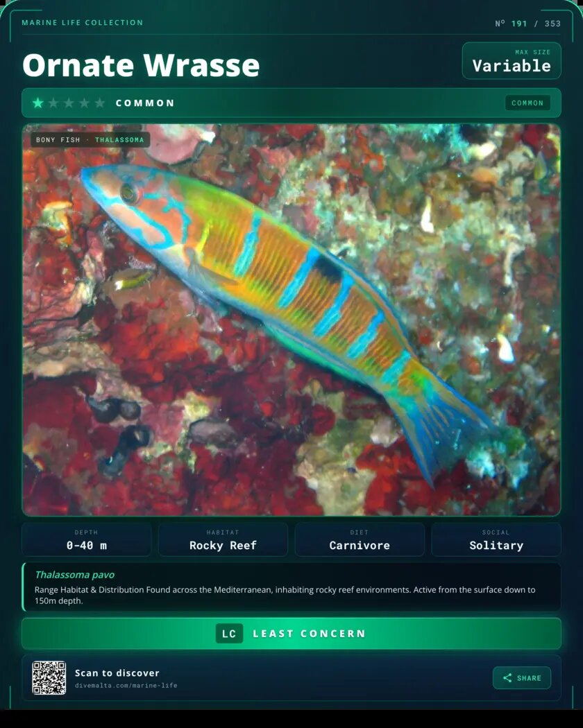 Ornate Wrasse species card
