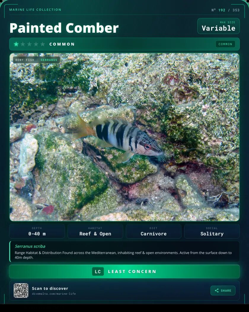 Painted Comber species card