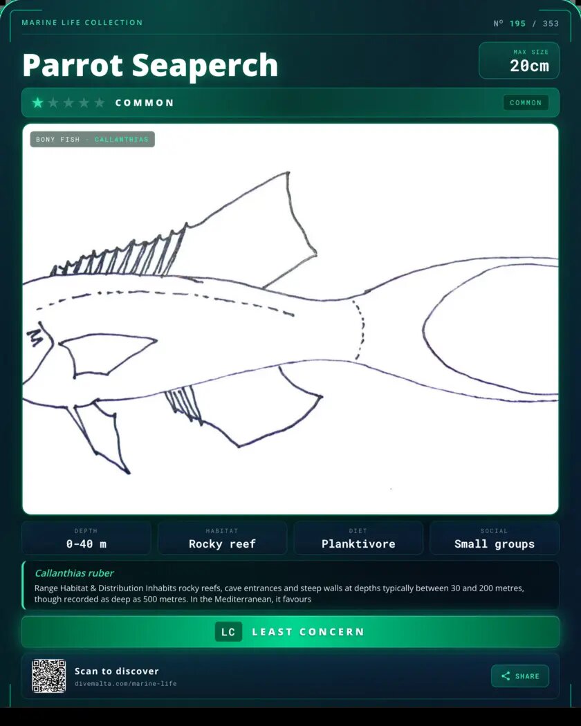 Parrot Seaperch species card