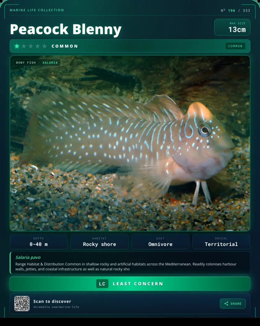 Peacock Blenny species card