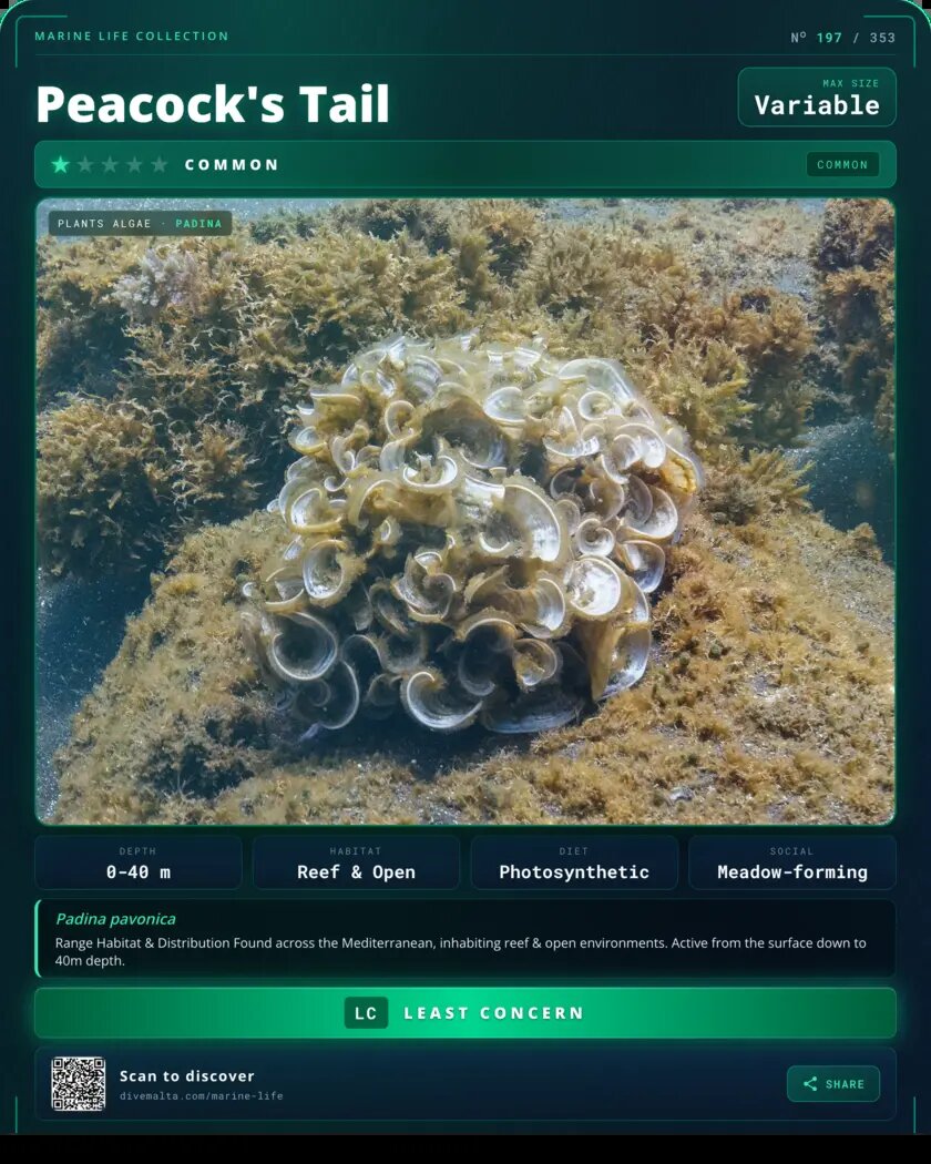 Peacock's Tail species card