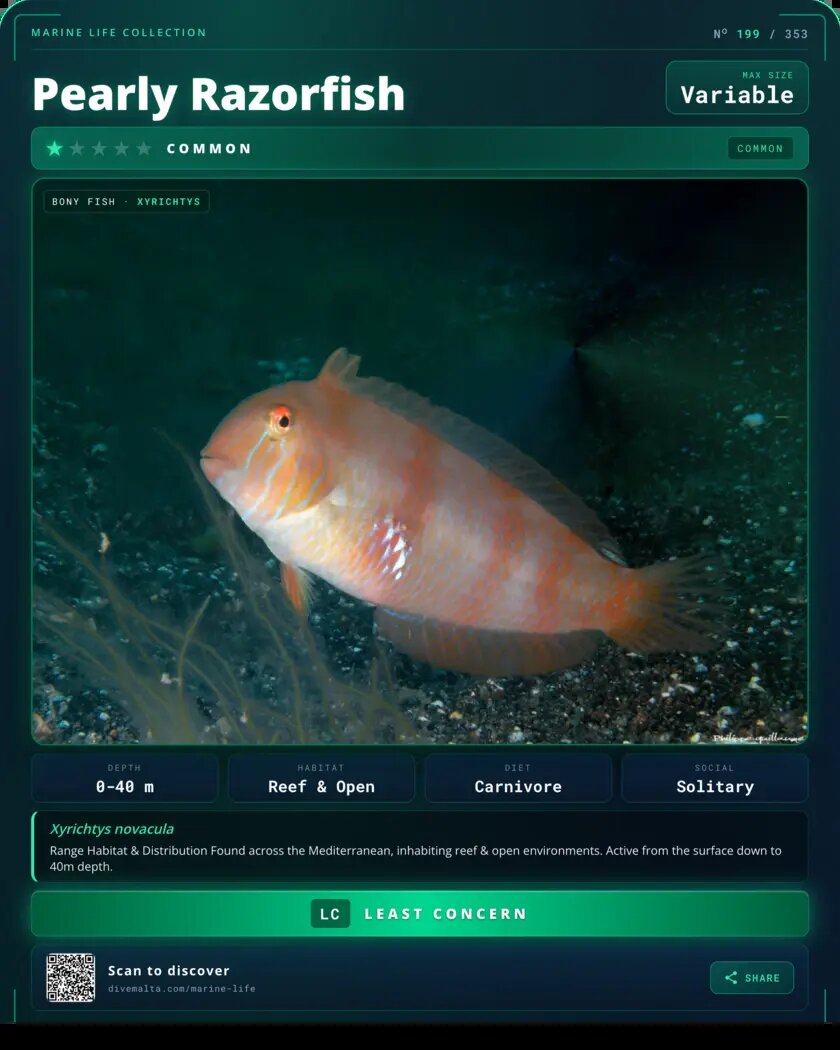 Pearly Razorfish species card