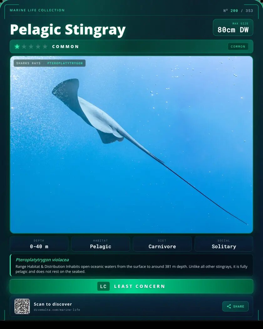 Pelagic Stingray species card