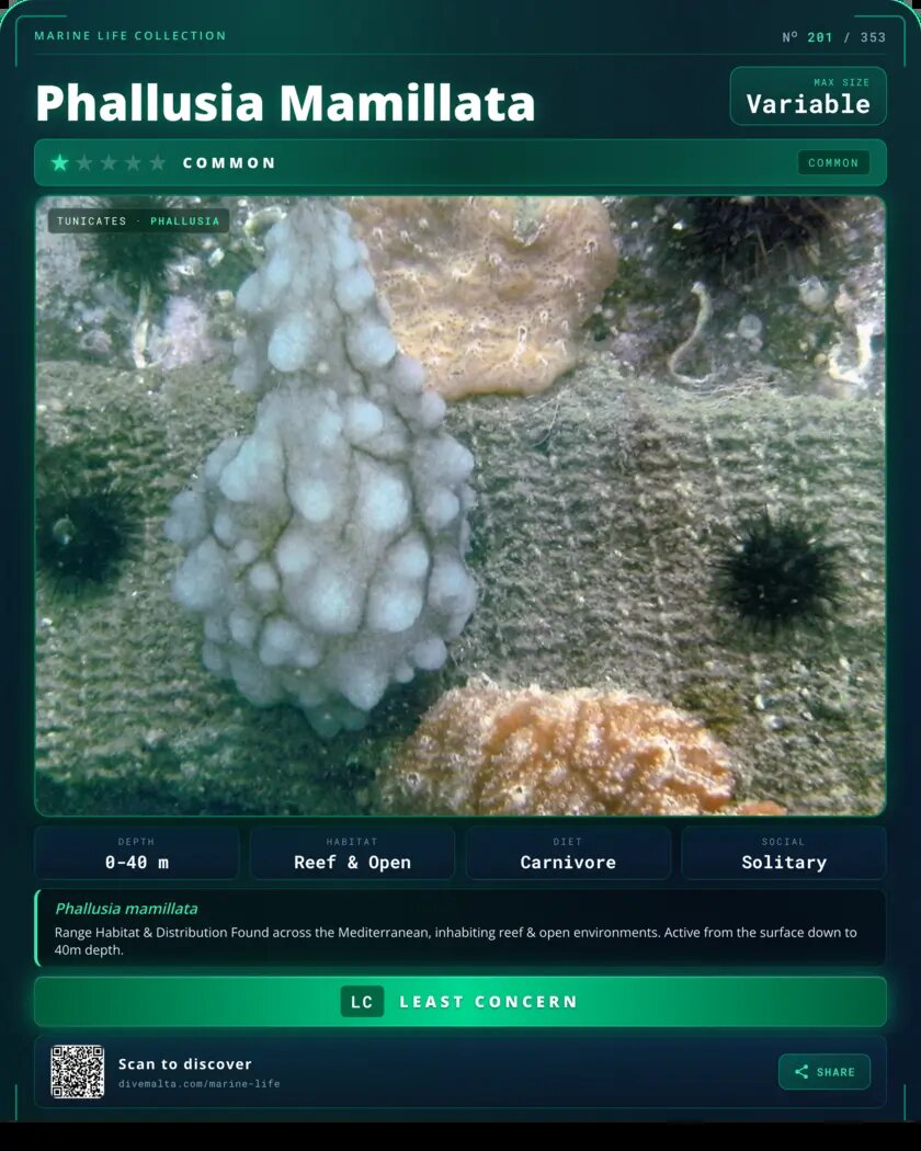 Phallusia Mamillata species card