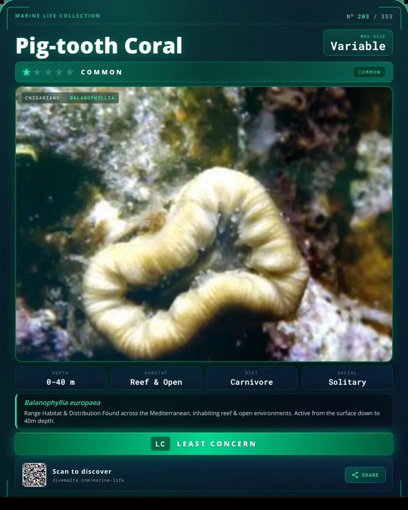 Pig-tooth Coral species card