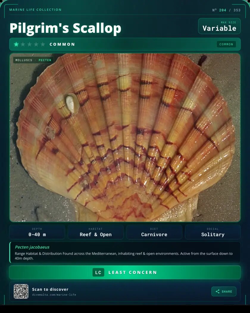 Pilgrim's Scallop species card