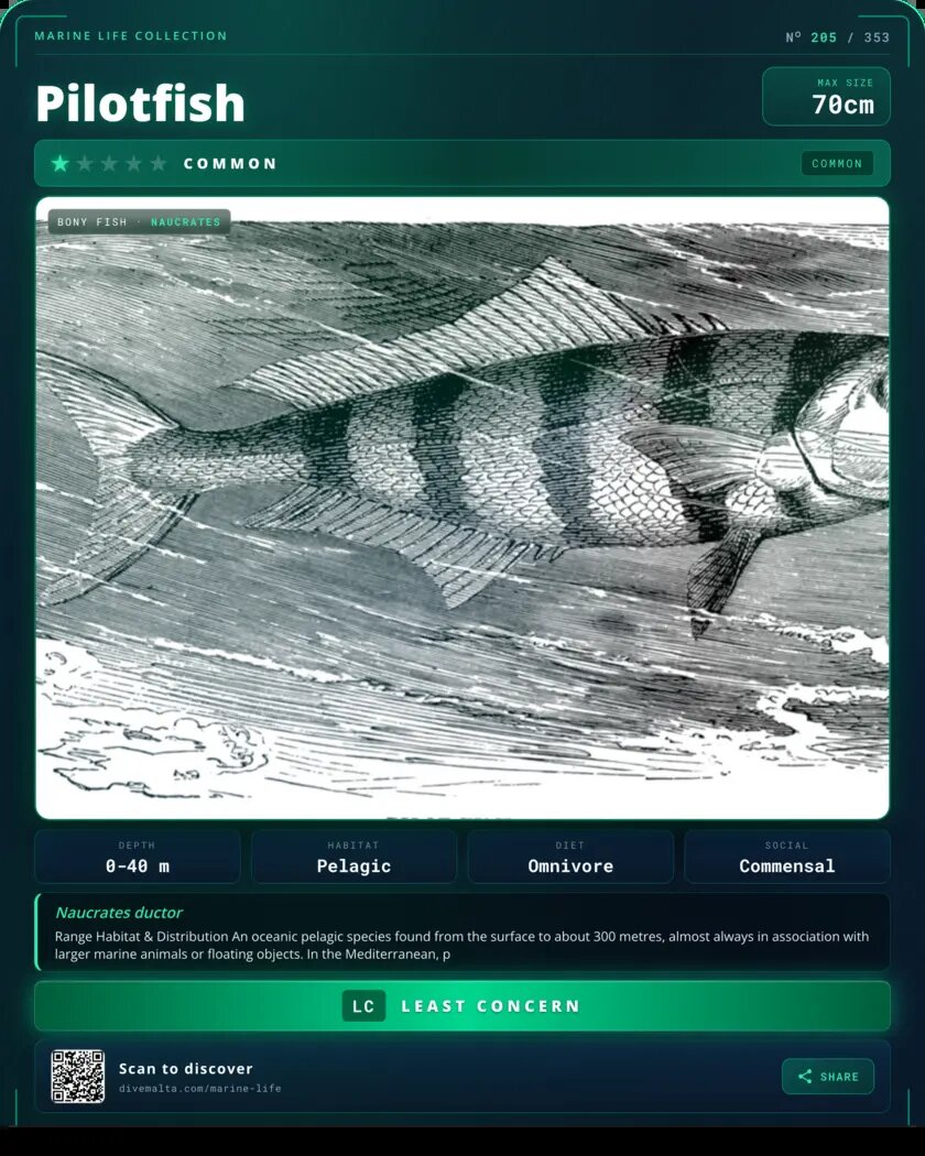 Pilotfish species card