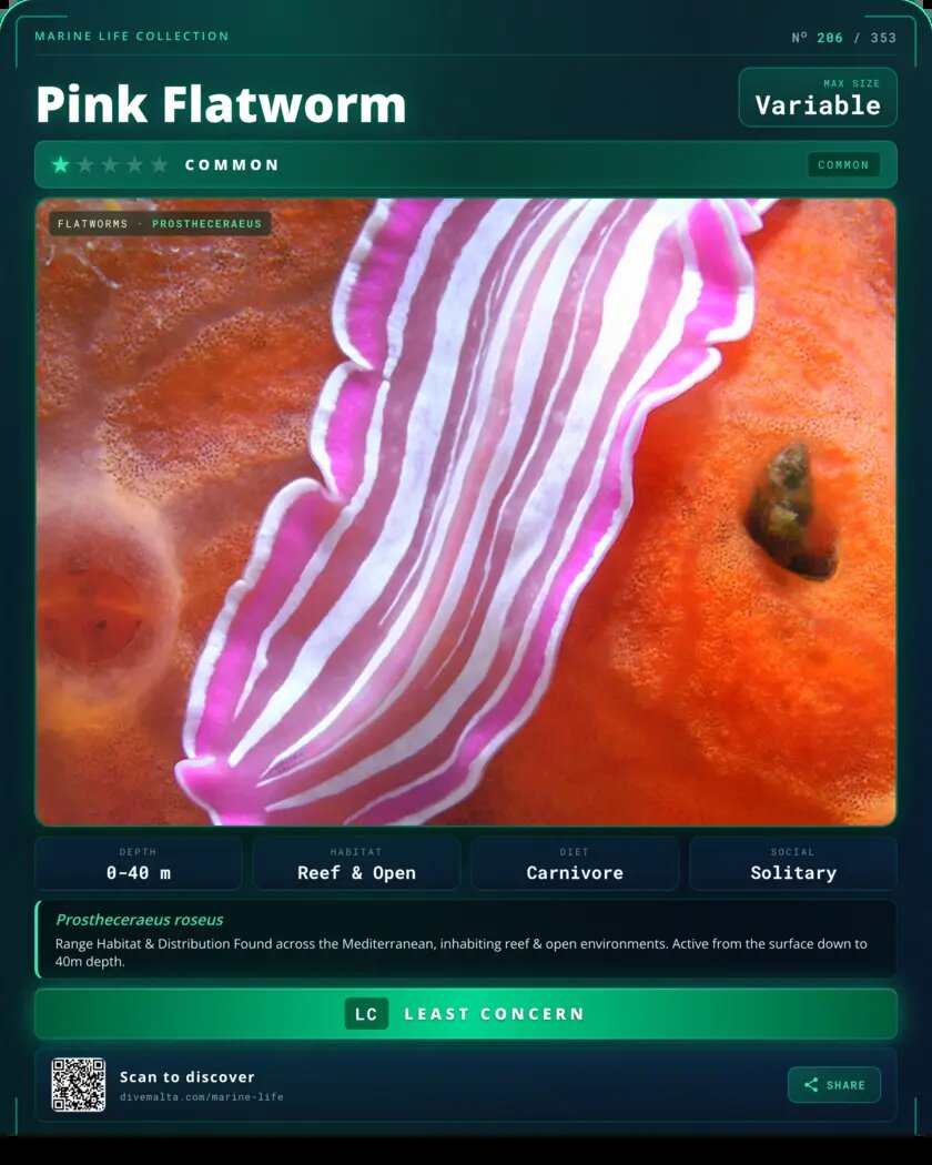 Pink Flatworm species card