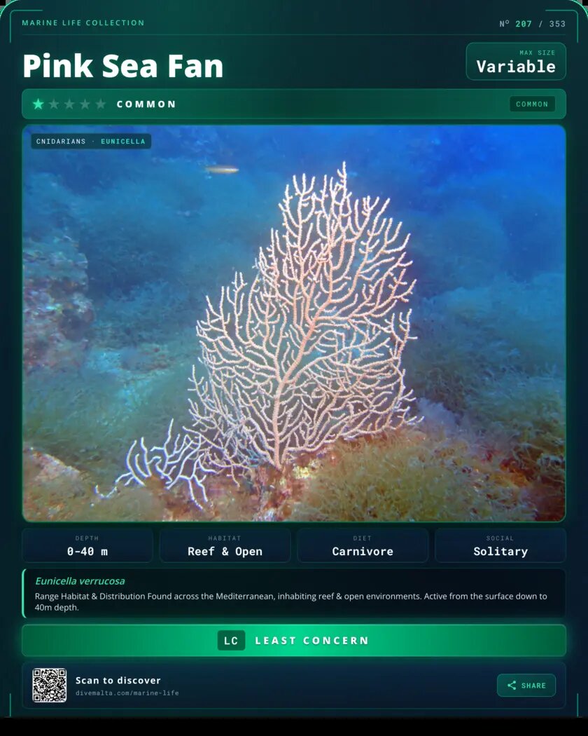 Pink Sea Fan species card