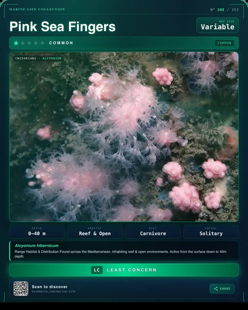 Pink Sea Fingers species card