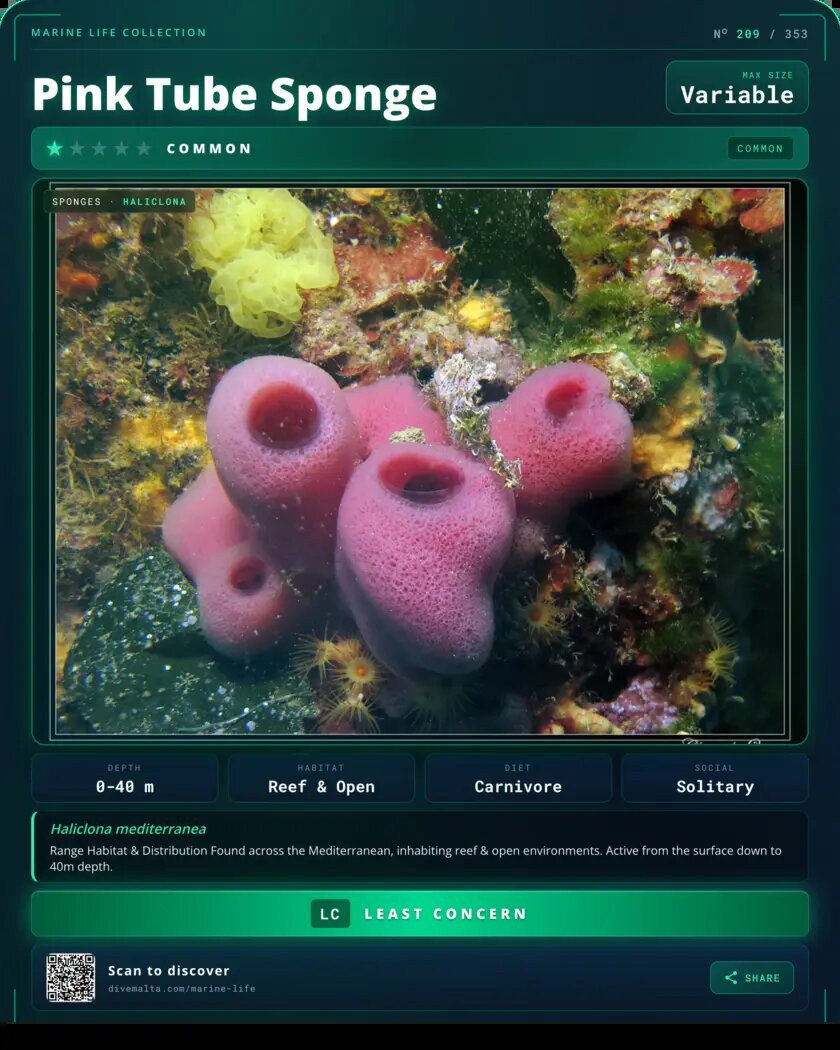 Pink Tube Sponge species card