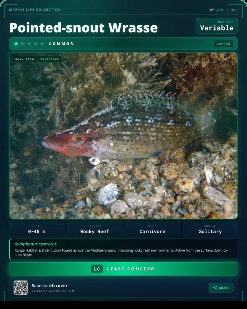 Pointed-snout Wrasse species card
