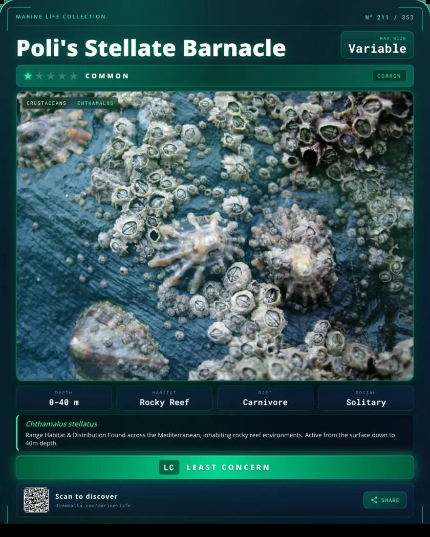 Poli's Stellate Barnacle species card