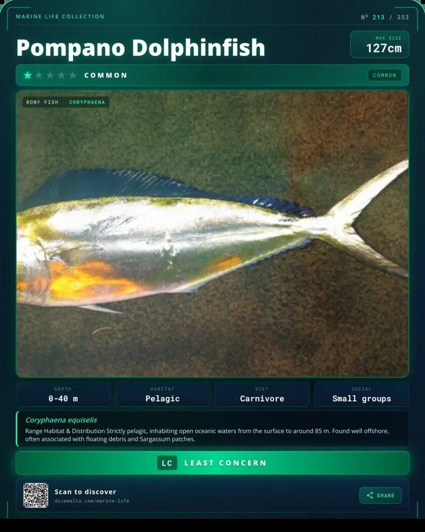 Pompano Dolphinfish species card