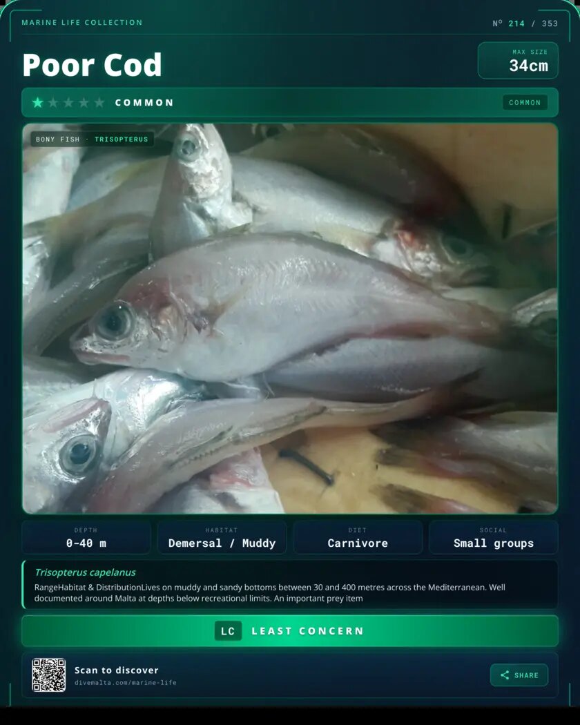 Poor Cod species card