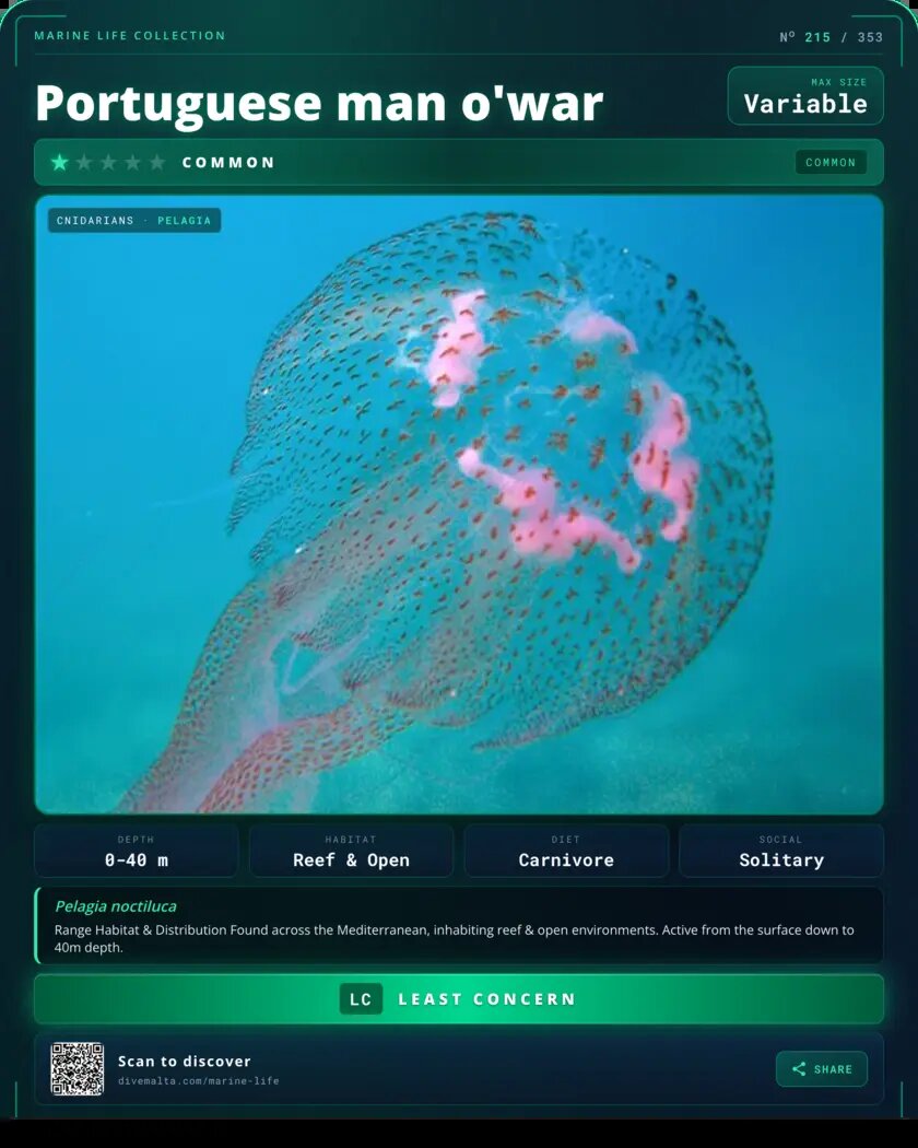 Portuguese man o'war species card