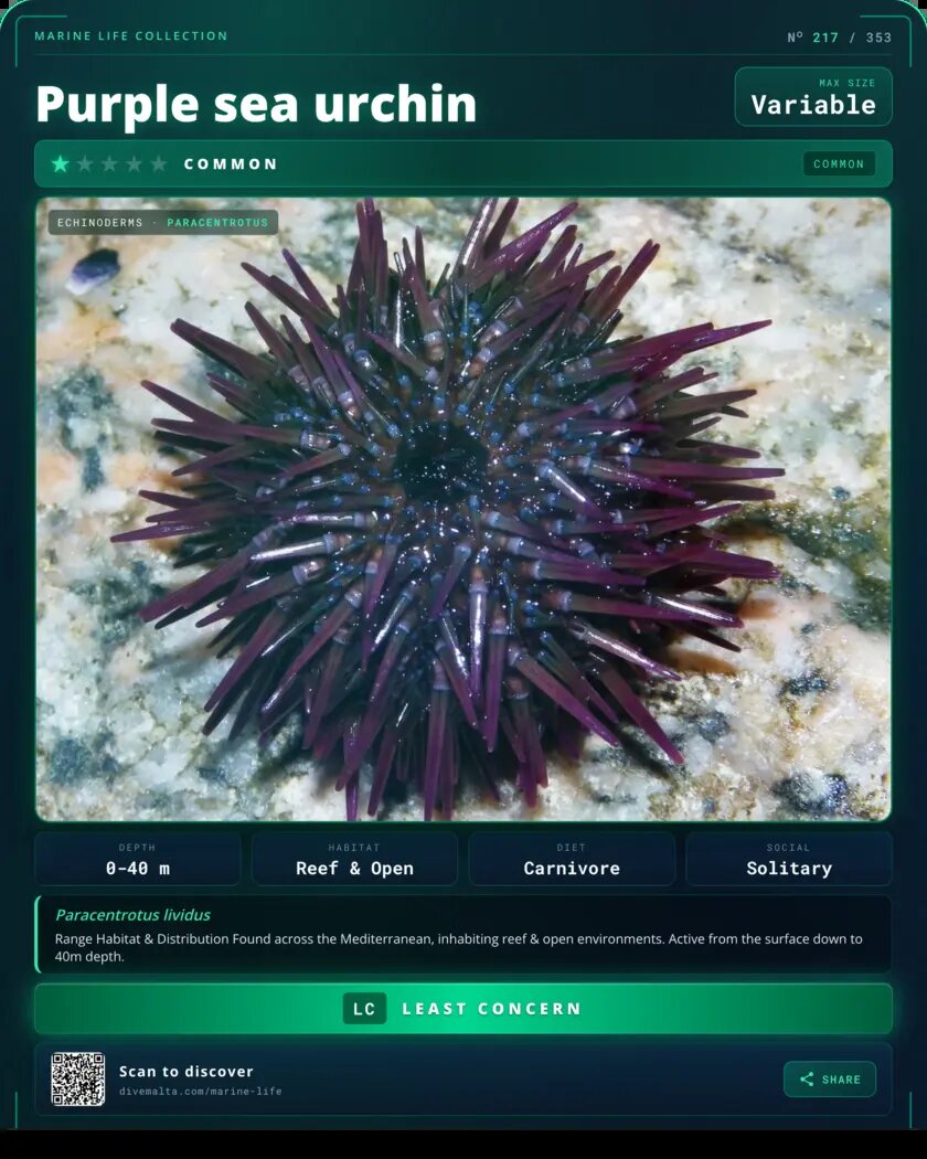 Purple sea urchin species card