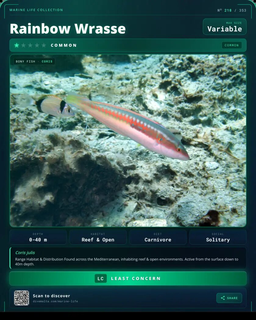 Rainbow Wrasse species card