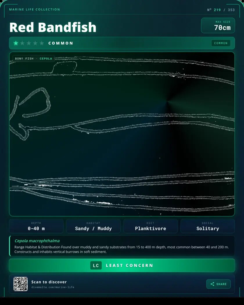 Red Bandfish species card