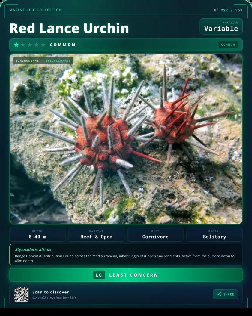 Red Lance Urchin species card
