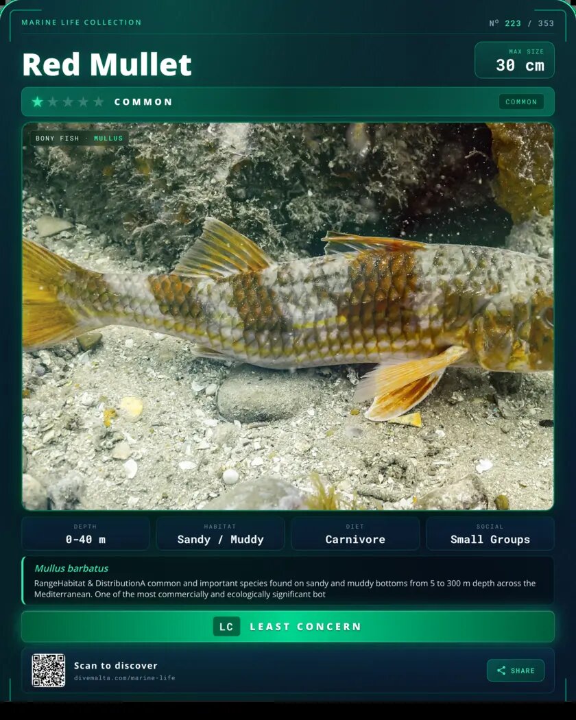 Red Mullet species card