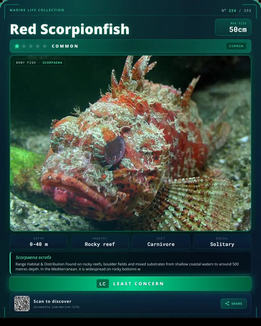 Red Scorpionfish species card